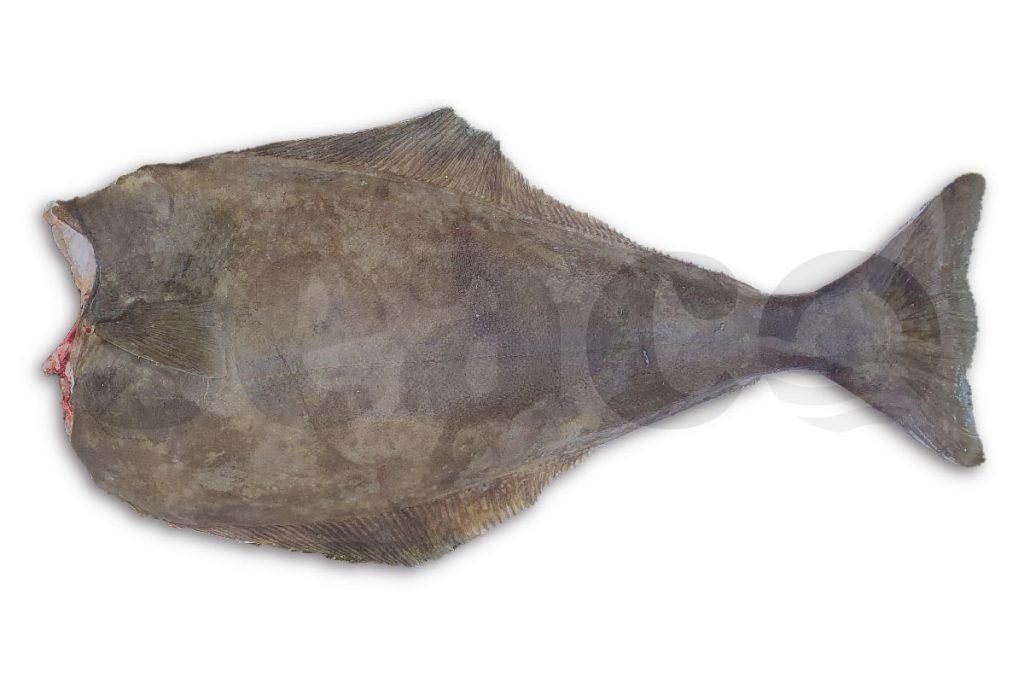 Heilbot wit met kop 1-2kg