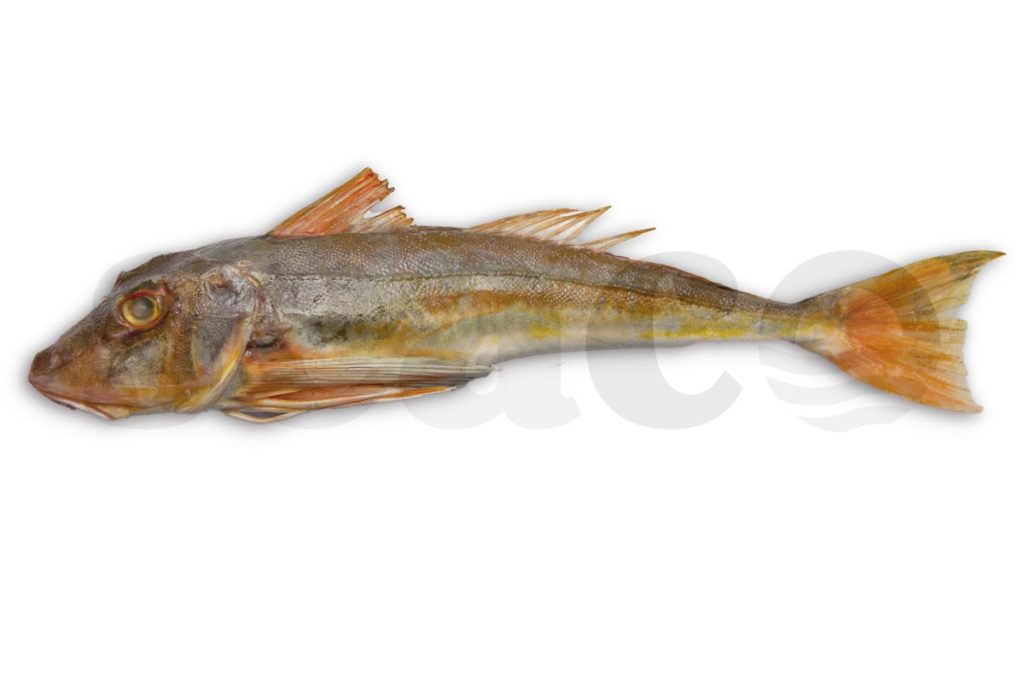 Rode poon (2) 400-600g