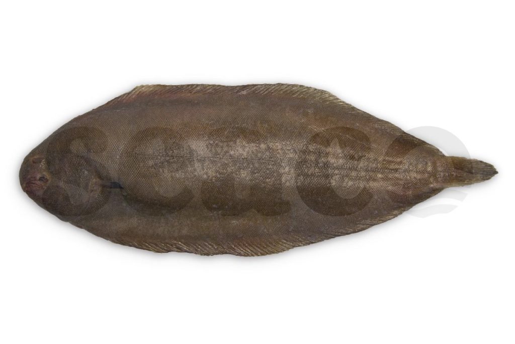 Tong 100-200g (sliptong)