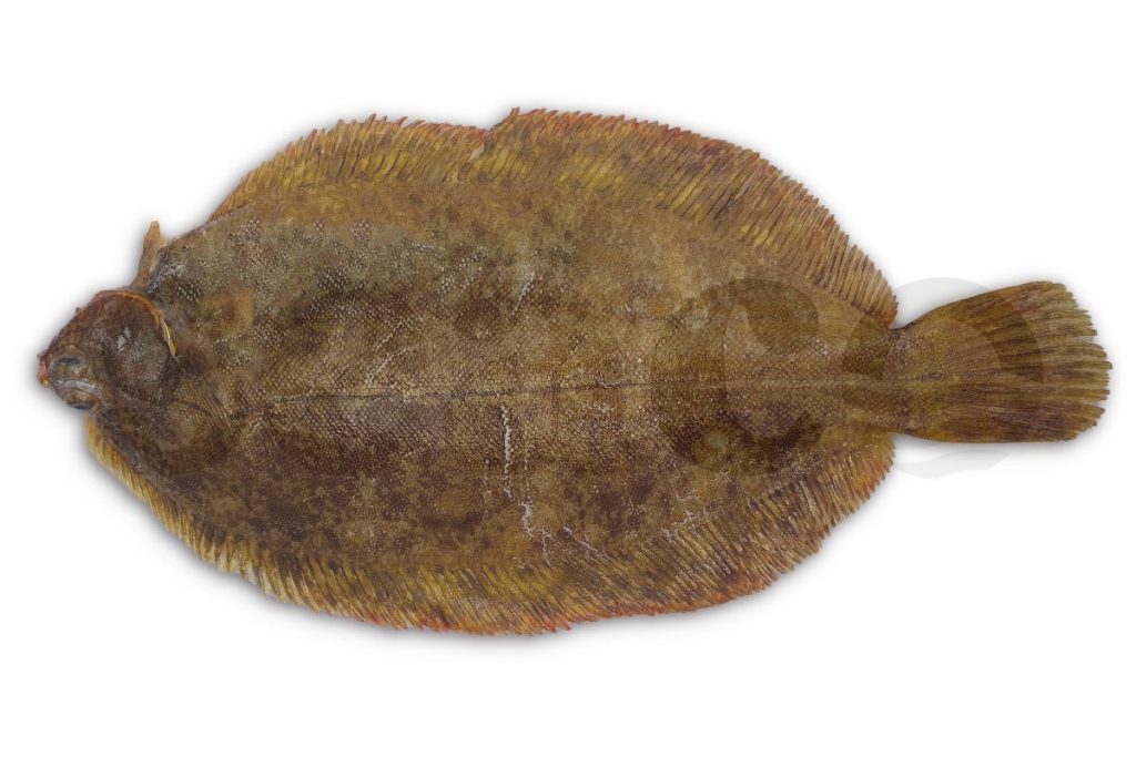 Tongschar (2) 350-500g