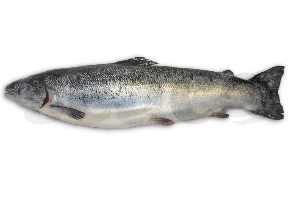 Zalm 5-6kg (Noors)
