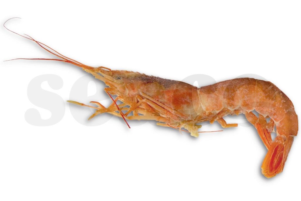 Gamba Argentijns wild met kop 10-20 2kg DV