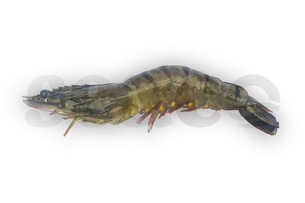 Gamba black tiger met kop 16-20 1kg DV
