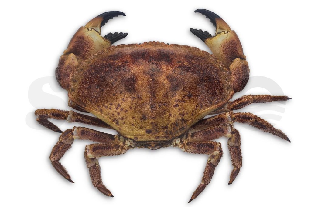 Krab Noordzee 400-900g