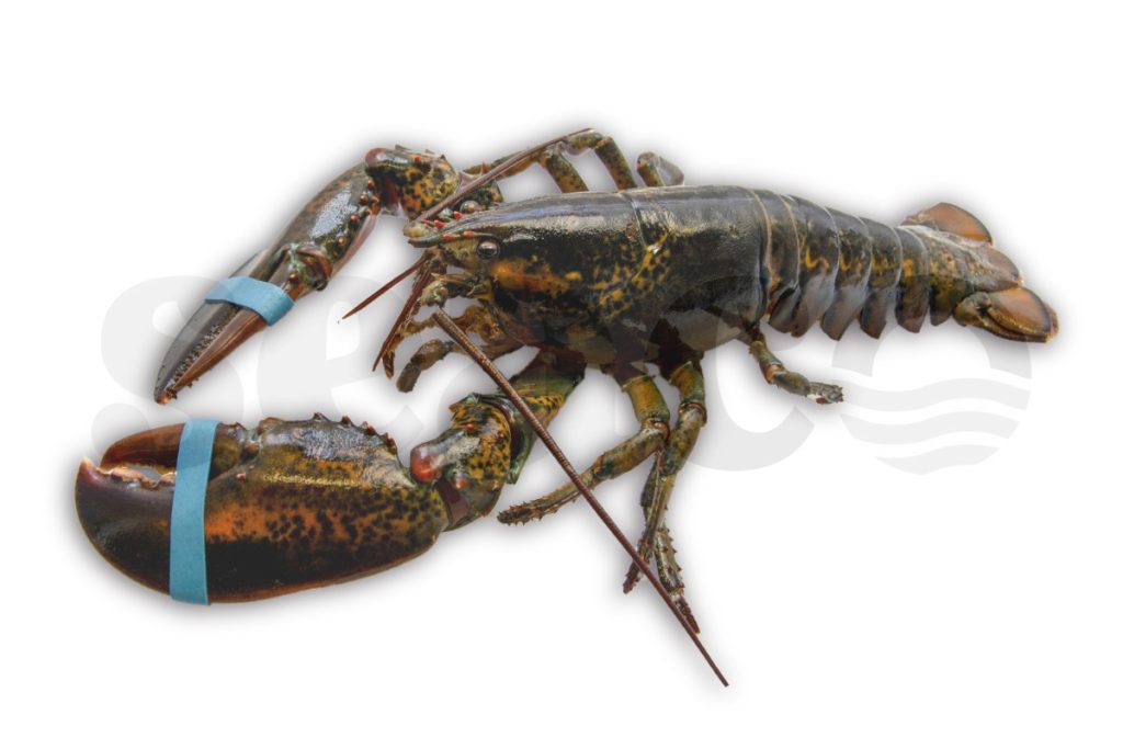 Kreeft Canadees 400-500g