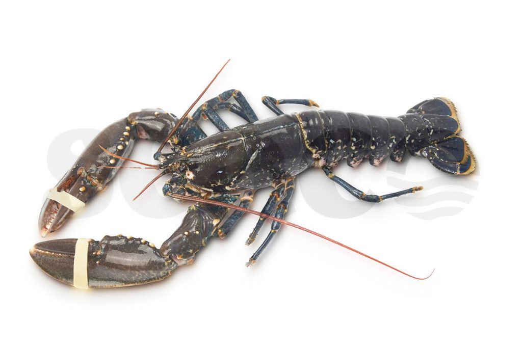 Kreeft Oosterschelde 400-600g