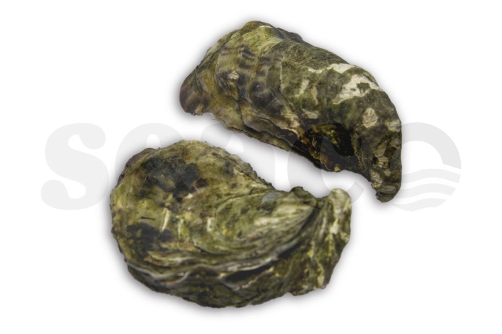 Oester fine de claire nr3 24st