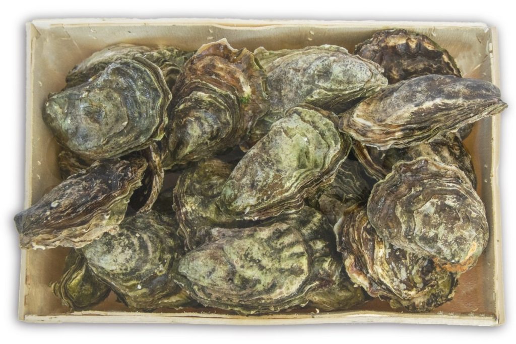 Oester Zeeuwse creuse nr2 25st